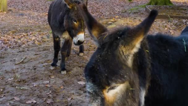 Close Donkey Ass Standing Forest Sunny Day Autumn — Stockvideo