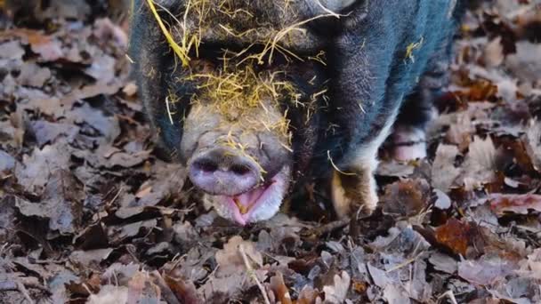 Gros Plan Pot Bellied Pig Reniflant Fouillant Autour Automne — Video