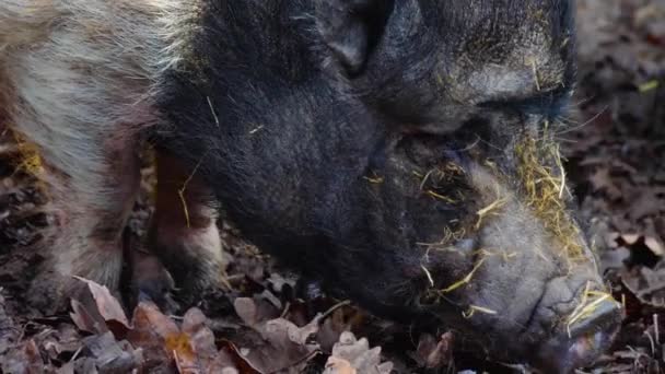 Close Pot Bellied Pig Sniffing Searching Autumn — Stock Video