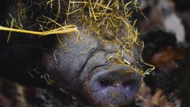Κοντινό Πλάνο Του Pot Belly Pig Sniffing Searching Φθινόπωρο — Αρχείο Βίντεο