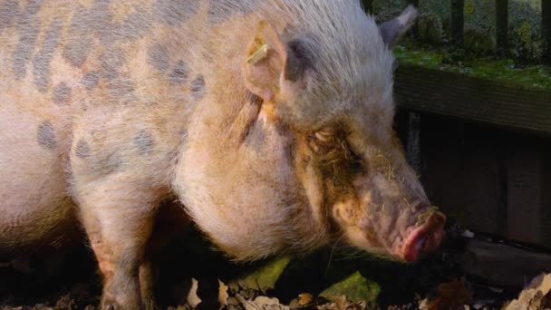 Zbliżenie Pot Bellied Pig Węszenie Wyszukiwanie Wokół Jesienią — Wideo stockowe