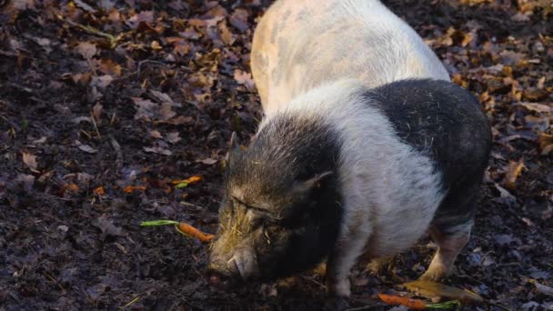 Close Pot Bellied Pig Sniffing Searching Autumn — Stock Video