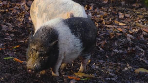Close Pot Bellied Pig Sniffing Searching Autumn — 图库视频影像