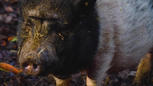 Gros Plan Pot Bellied Pig Reniflant Fouillant Autour Automne — Video