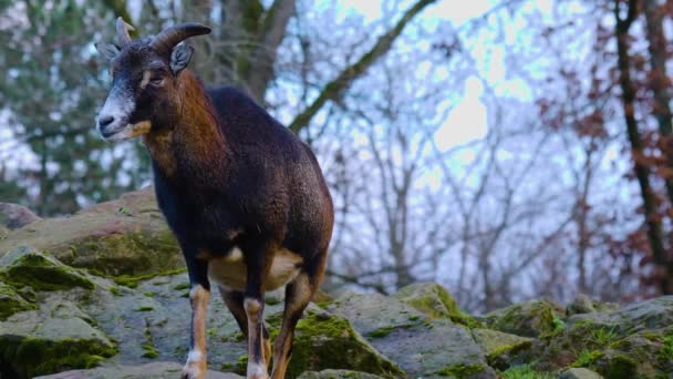 Close Van Twee Mouflon Ram Rond Kijken Zonnige Dag Herfst — Stockvideo