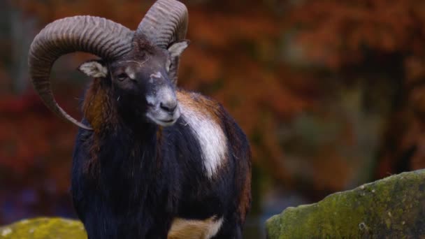 Close Two Mouflon Ram Looking Sunny Day Autumn — Stockvideo