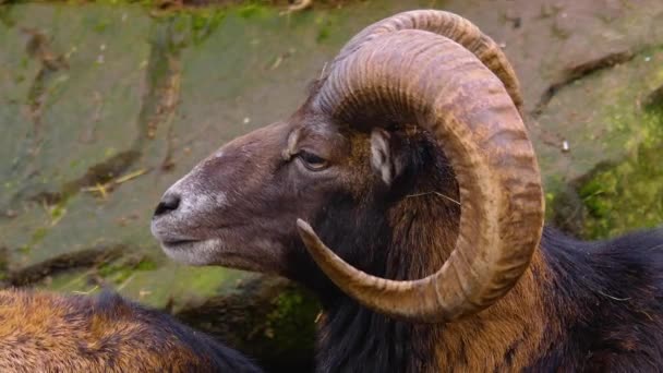 Close Van Twee Mouflon Ram Rond Kijken Zonnige Dag Herfst — Stockvideo