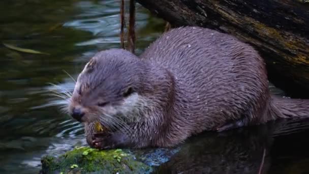 秋の晴れた日に岩の上で食べるカワウソのクローズアップ — ストック動画