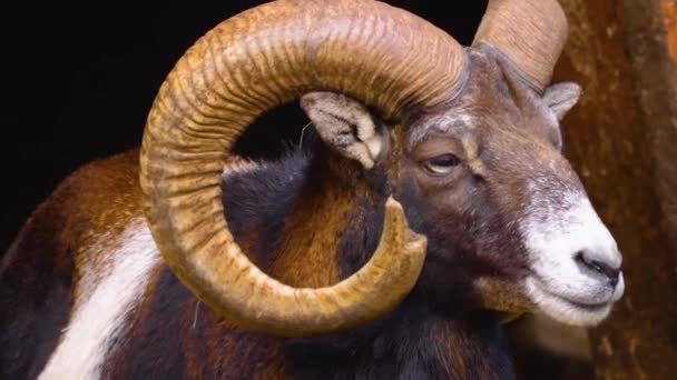 Närbild Två Mouflon Ram Ser Sig Omkring Solig Dag Höst — Stockvideo