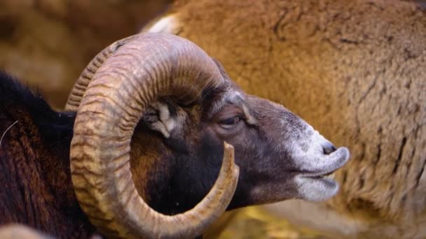 Κοντινό Πλάνο Δύο Mouflon Ram Κοιτάζοντας Γύρω Ηλιόλουστη Μέρα Φθινόπωρο — Αρχείο Βίντεο