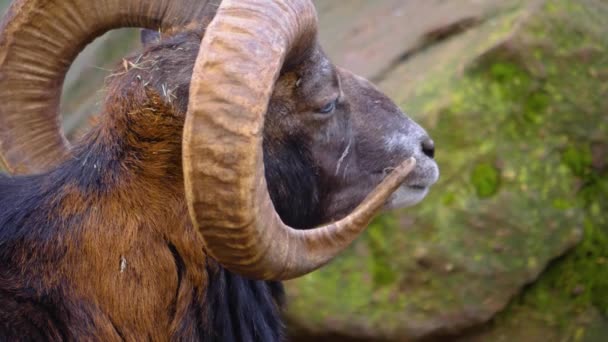 Närbild Två Mouflon Ram Ser Sig Omkring Solig Dag Höst — Stockvideo