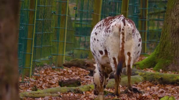 Nahaufnahme Einer Zebu Kuh Wald Einem Sonnigen Tag Sommer — Stockvideo