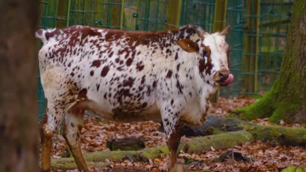 Primo Piano Della Mucca Zebù Nel Bosco Una Giornata Sole — Video Stock