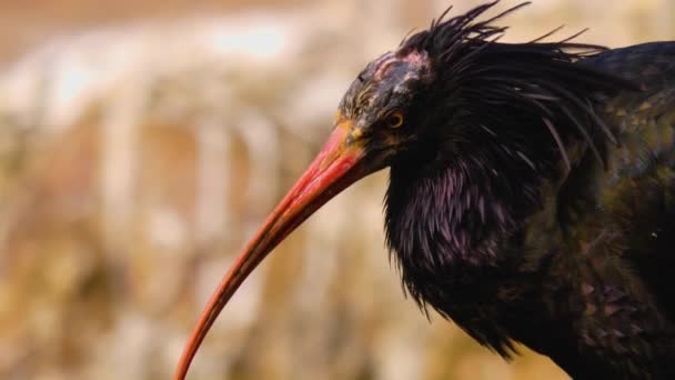 Close Northern Bald Ibis Looking Sunny Day Summer — Stock Video