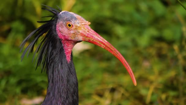 Close Northern Bald Ibis Looking Sunny Day Summer — 图库视频影像