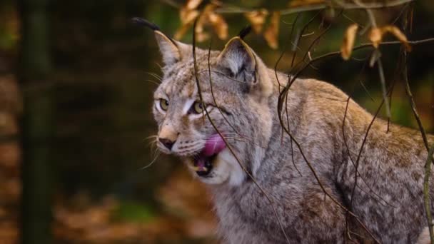 Gros Plan Lynx Chat Dans Forêt Par Une Journée Ensoleillée — Video
