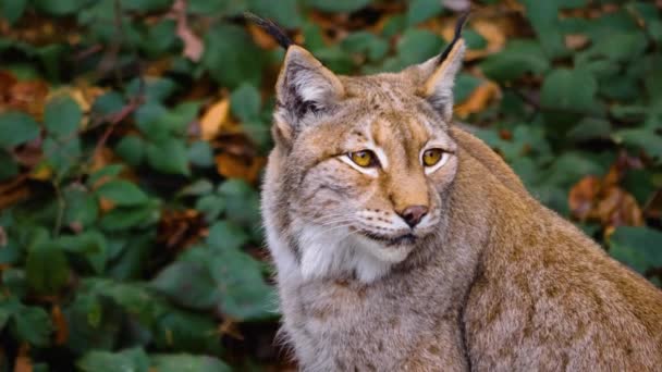 Close Lynx Cat Forest Sunny Day Autumn — Stockvideo