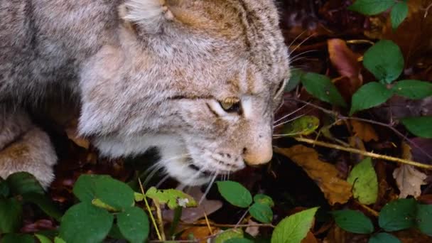 Close Lynx Cat Forest Sunny Day Autumn — Stockvideo