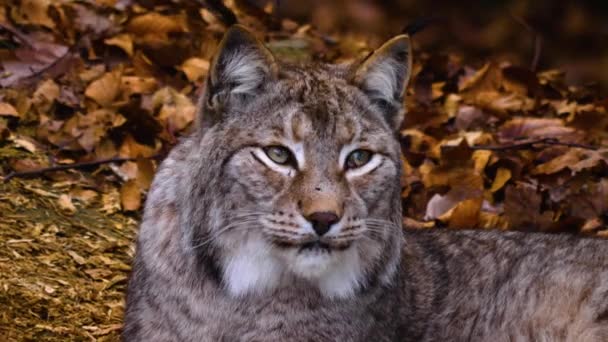 Close Lynx Cat Forest Sunny Day Autumn — Stock video