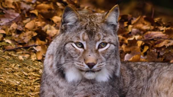 Primer Plano Lince Gato Bosque Día Soleado Otoño — Vídeos de Stock