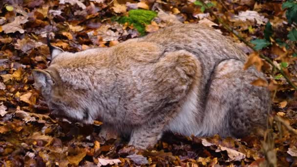 Close Lynx Cat Forest Sunny Day Autumn — Stock Video