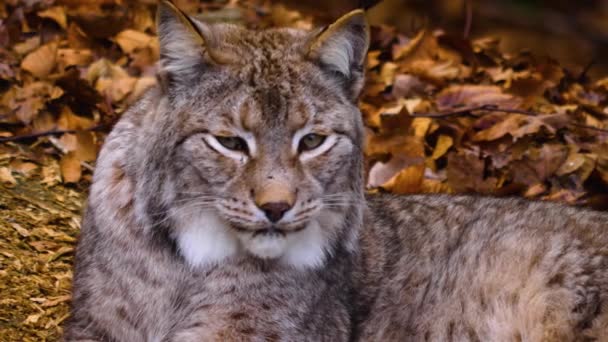 Close Lynx Cat Forest Sunny Day Autumn — Stockvideo