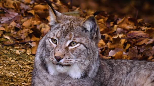 Sluiten Van Lynx Kat Het Bos Een Zonnige Dag Herfst — Stockvideo