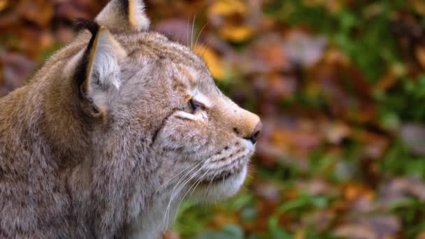 Close Lynx Cat Forest Sunny Day Autumn — Stock video