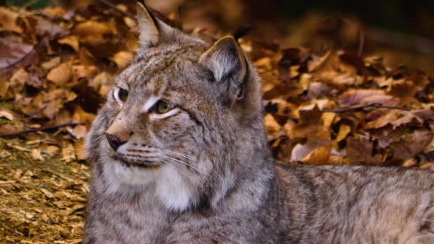 Sluiten Van Lynx Kat Het Bos Een Zonnige Dag Herfst — Stockvideo