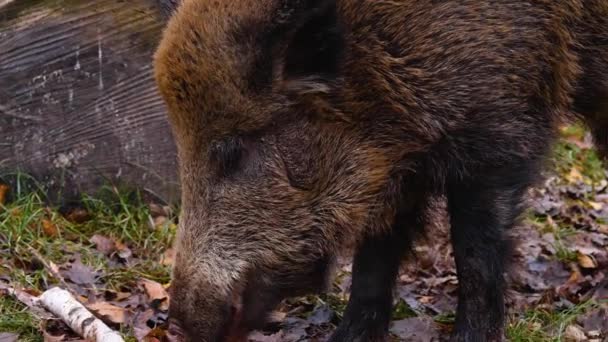 Close Wild Boar Pig Mud Autumn — Stockvideo