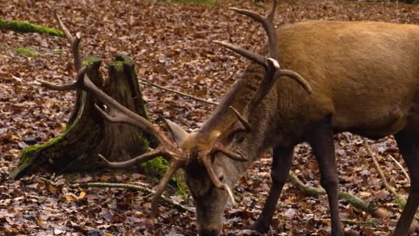 Primer Plano Del Ciervo Rojo Bosque Otoño — Vídeos de Stock