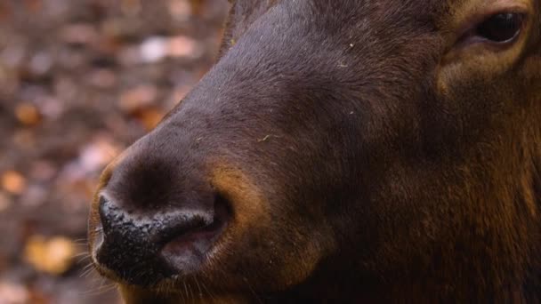 Närbild Älg Wapiti Hjort Huvud Solig Dag Hösten — Stockvideo