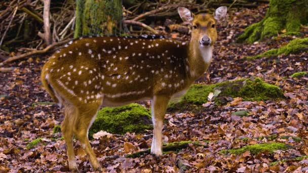 Close Female Axis Deer Upper Body Looking — Stockvideo