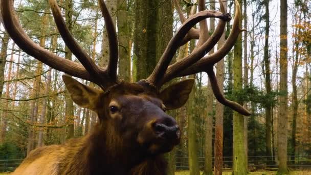 Gros Plan Tête Cerf Wapiti Wapiti Par Une Journée Ensoleillée — Video