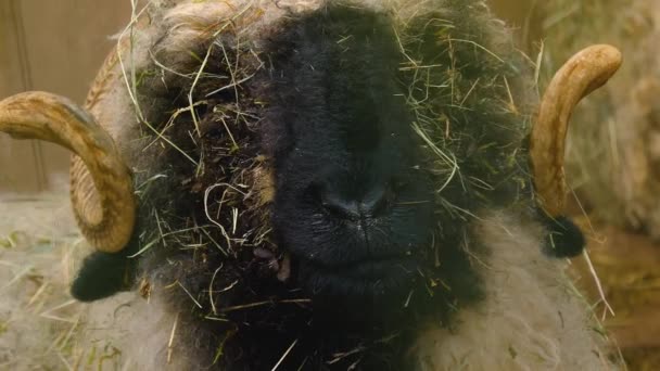 Close Blacknose Sheep Standing Woods Autumn — Stock video