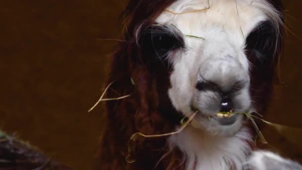 557 Funny llama Videos, Royalty-free Stock Funny llama Footage |  Depositphotos