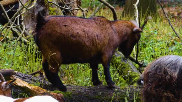 Dos Cabras Prado Por Mañana Otoño Uno Está Tocón Árbol — Vídeo de stock