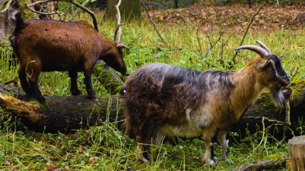 Two Goats Meadow Morning Autumn One Tree Stump Fighting Stick — Stock Video
