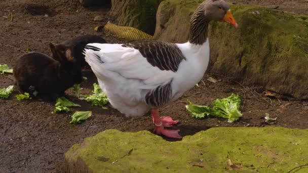 Close Van Een Gans Een Meer — Stockvideo