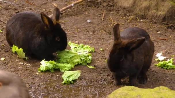 Close Brown Dwarf Rabbit Sitting Ground — Stock Video