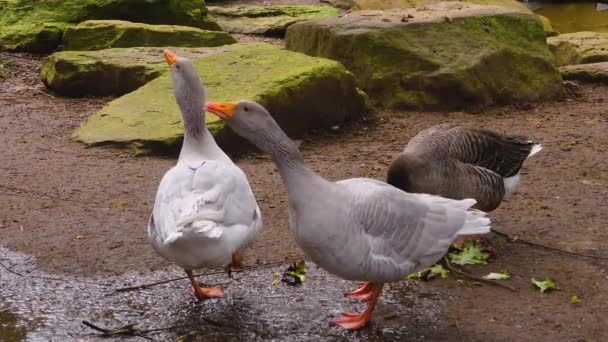 Close Van Een Gans Een Meer — Stockvideo