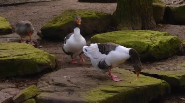 Göl kenarındaki bir kazın yanına..