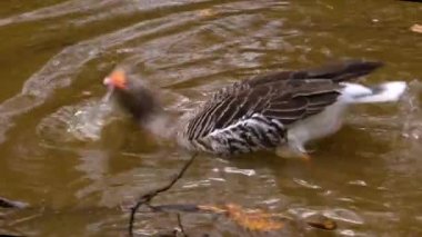 Göl kenarındaki bir kazın yanına..