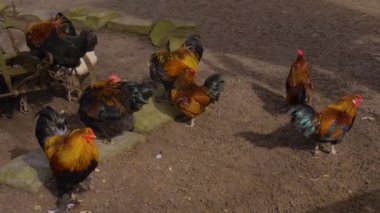 Horoz 'un etrafını sarın.