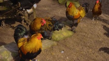 Horoz 'un etrafını sarın.