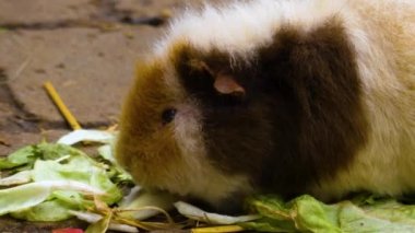 Yerde oturan kobay faresine yaklaş.