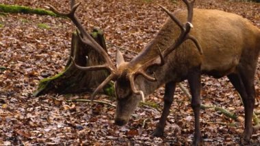 Sonbaharda ormanda Kızıl Geyik 'e yaklaş.