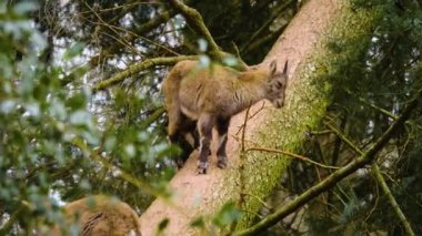 Yavru dağ keçisine yaklaş, bir ağaca çık ve etrafına bak..