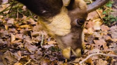 Sonbaharda ormandaki güderi kafaları aramak için.