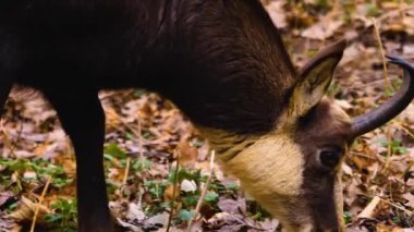 Sonbaharda ormandaki güderi kafaları aramak için.